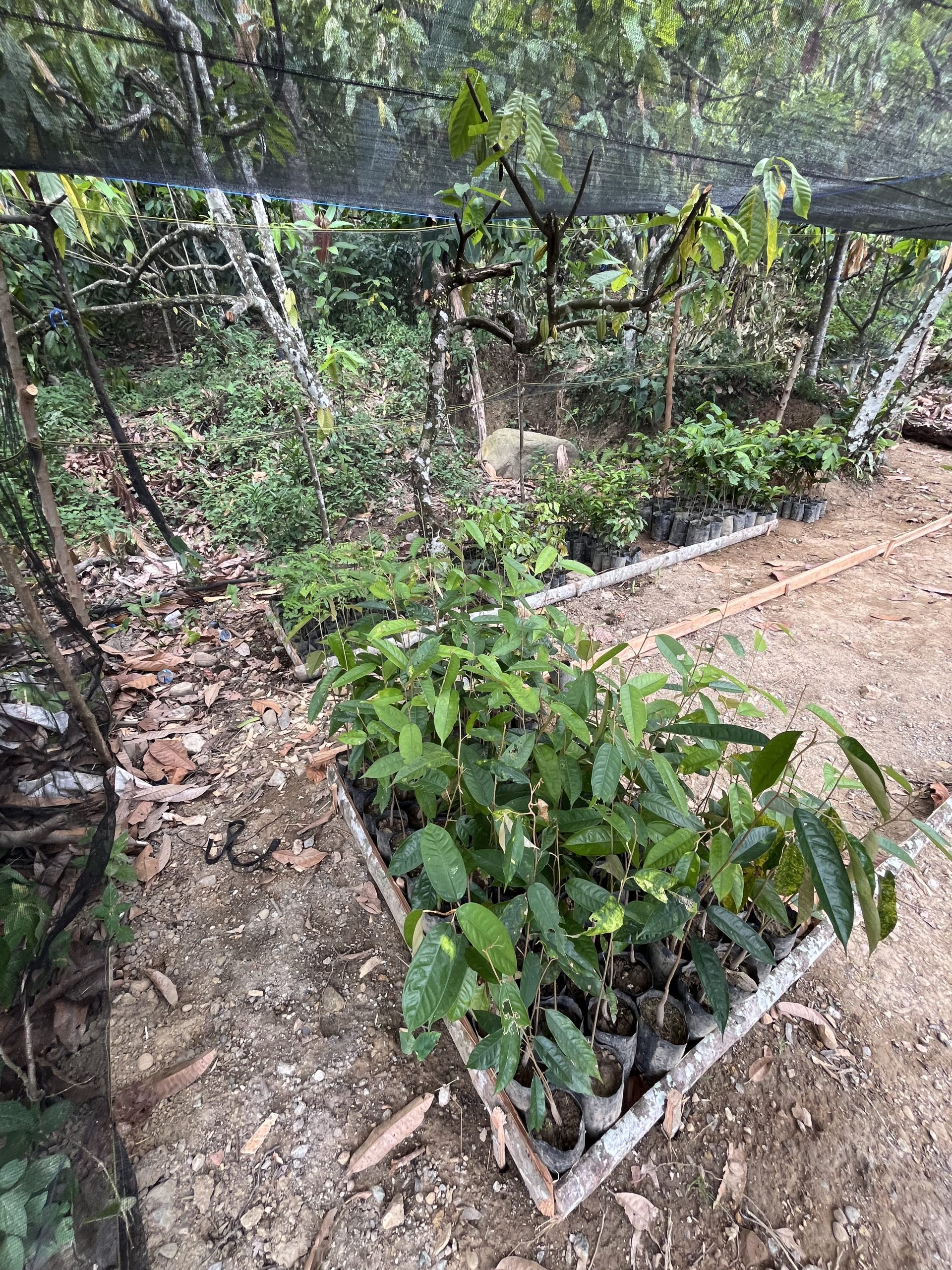 Aufforstung Update 2024