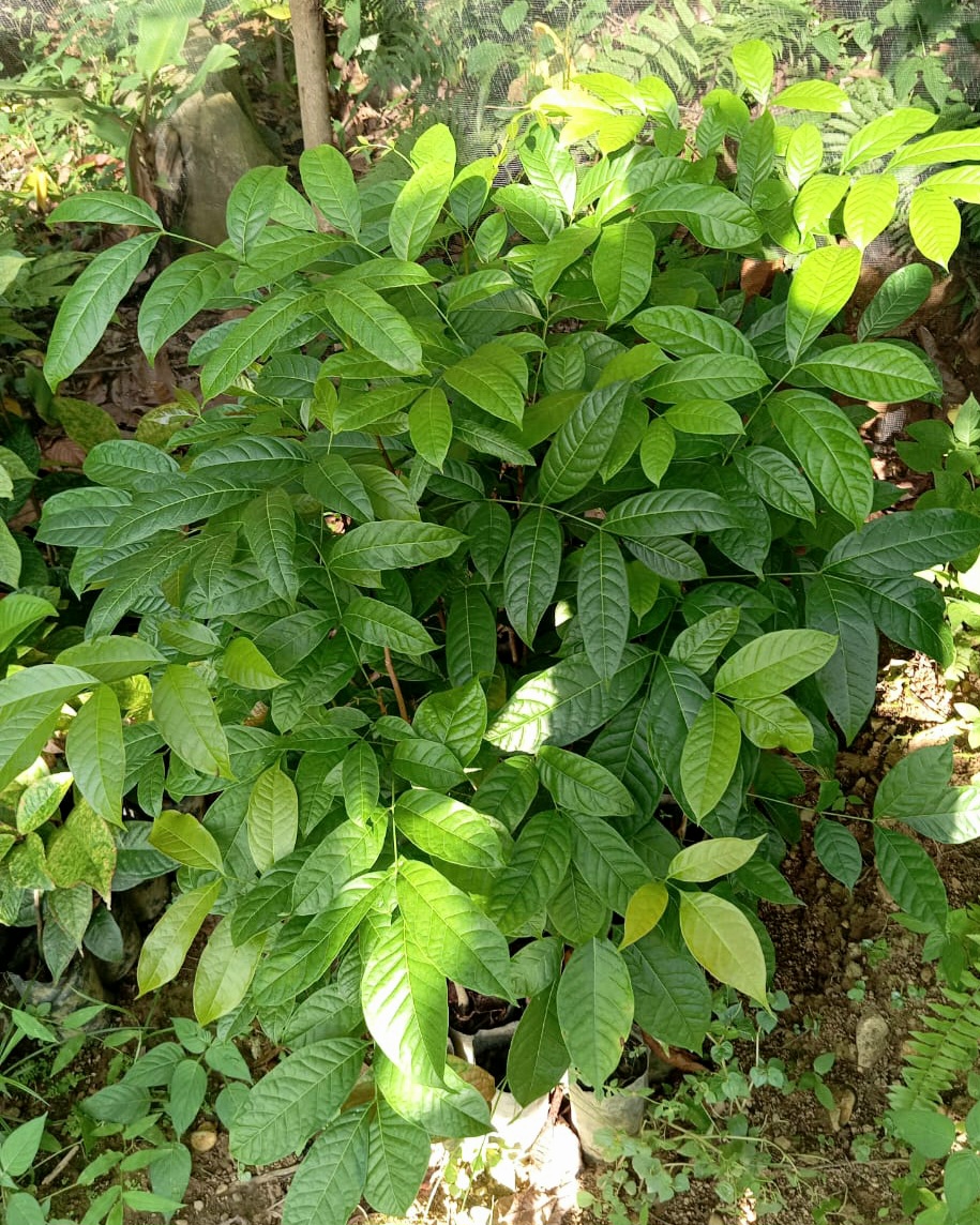 Aufforstung Update Sommer 2024